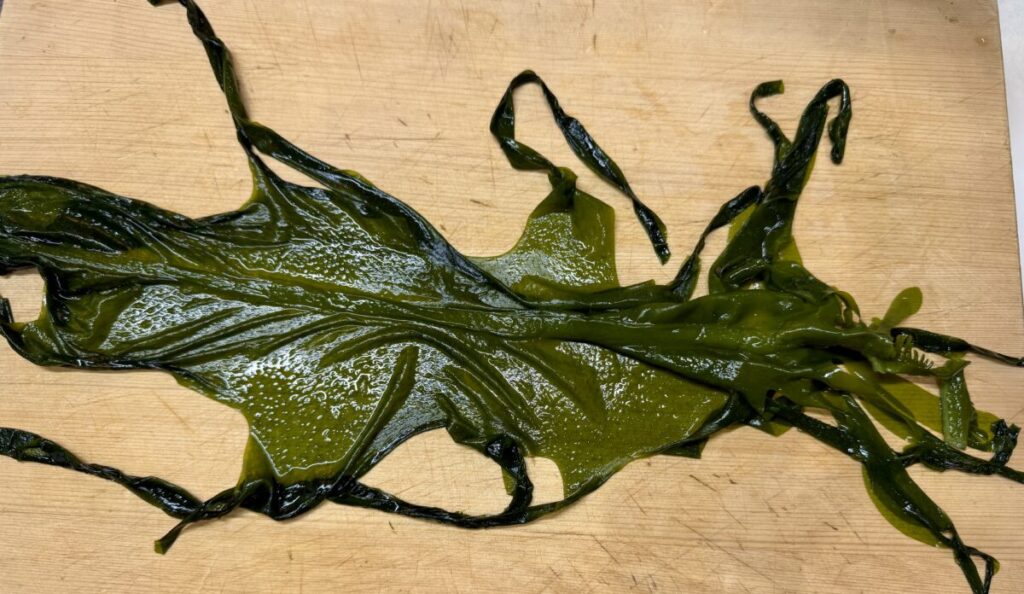 湯通し塩わかめ（鳴門わかめ）を水で戻して広げた画像