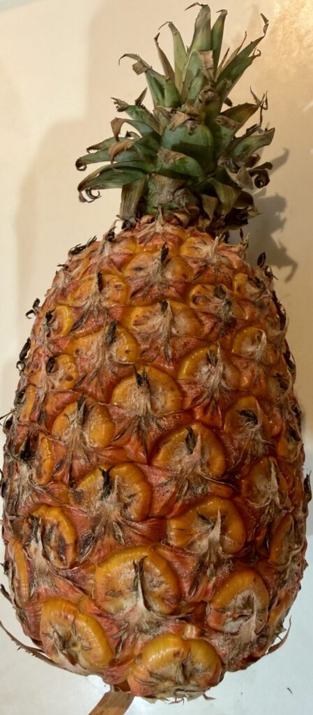 台湾スイートパインの全体を撮った画像