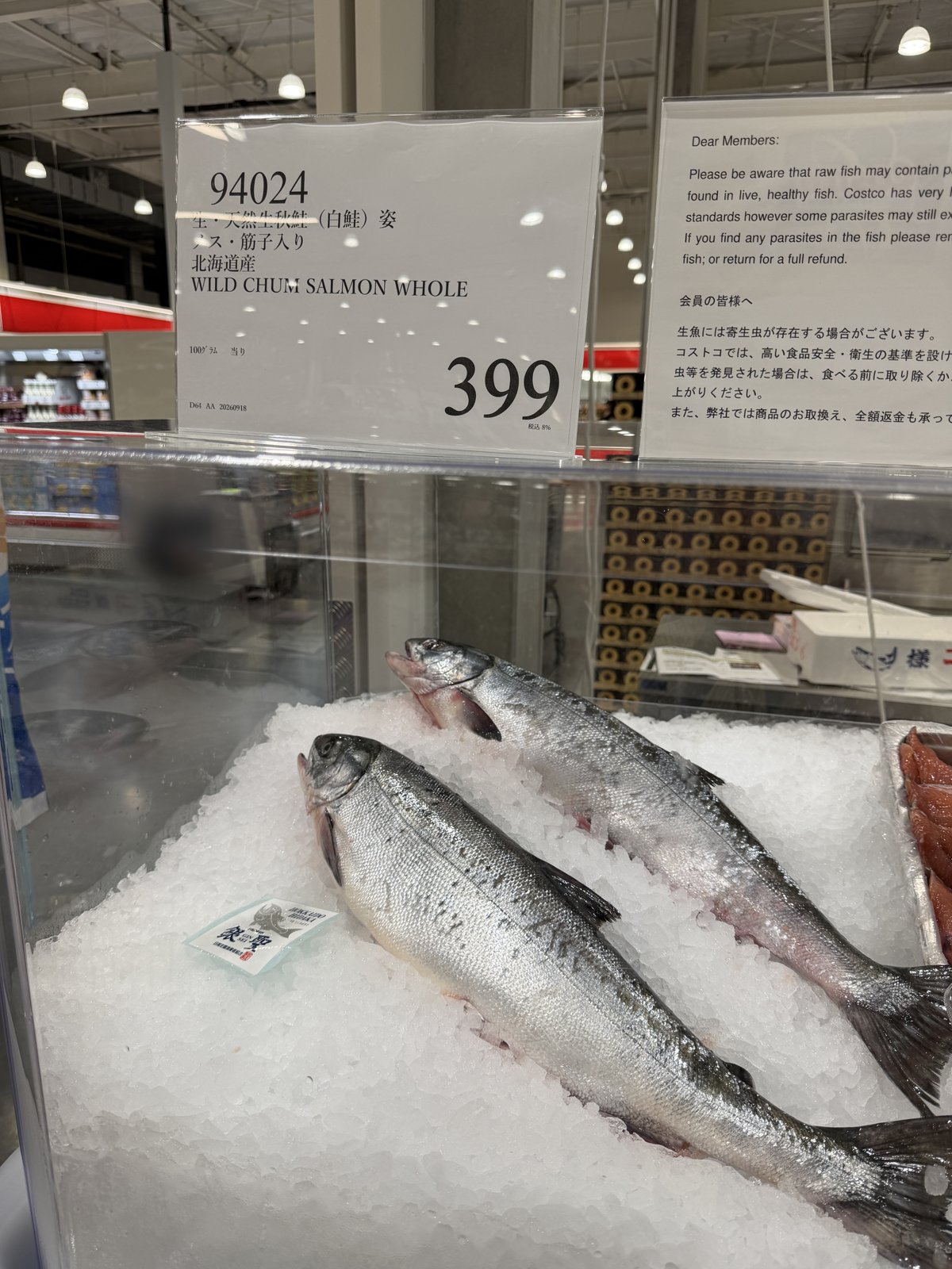 売り場の天然生秋鮭（白鮭）姿・筋子入りと値札（100g 399円）