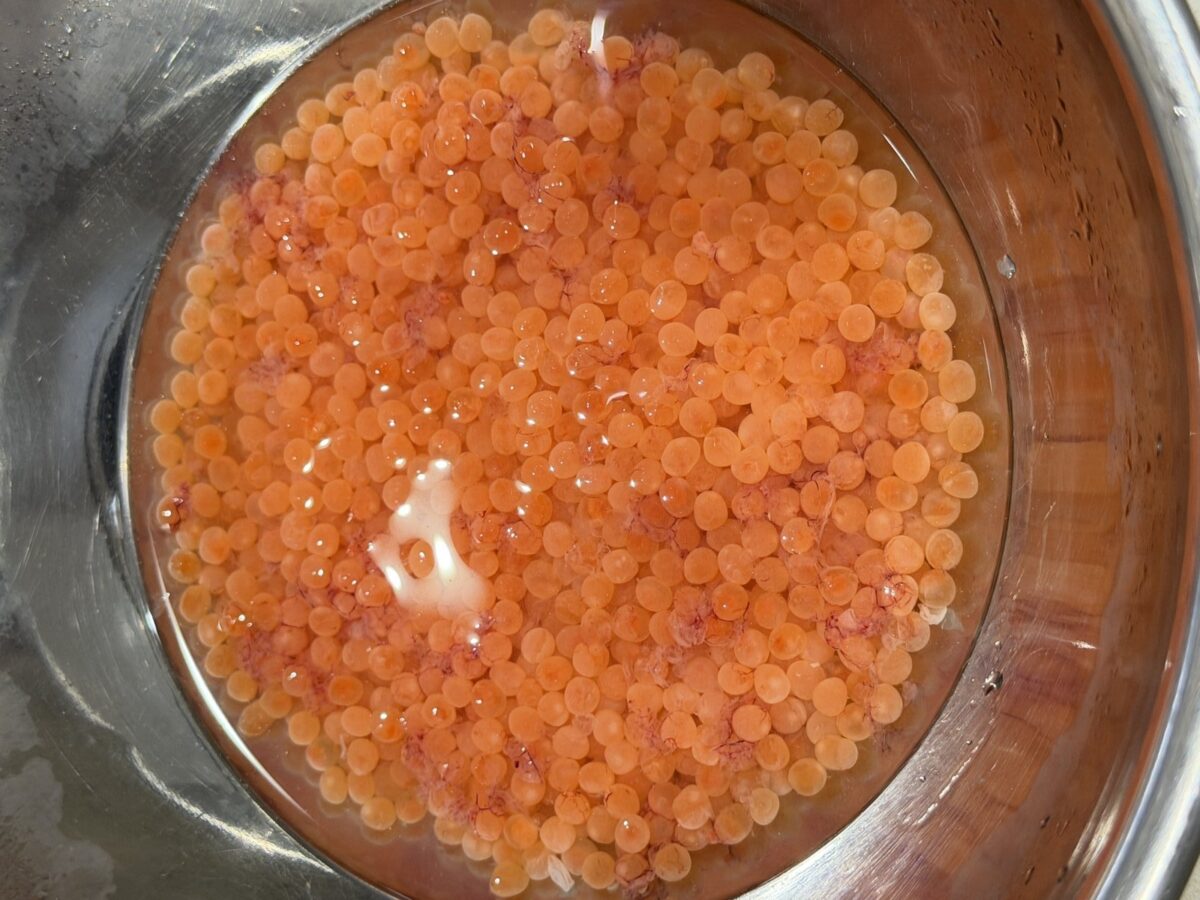 ほぐして白っぽくなったいくらの粒