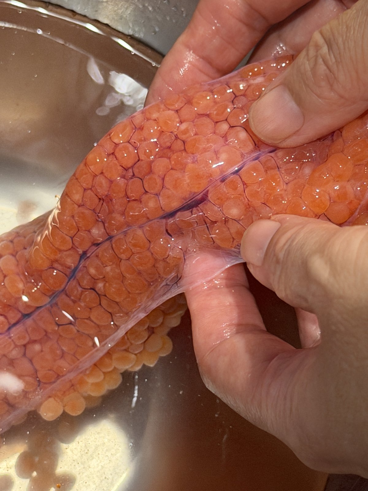 お湯の中で筋子の皮から粒をはずしているところ